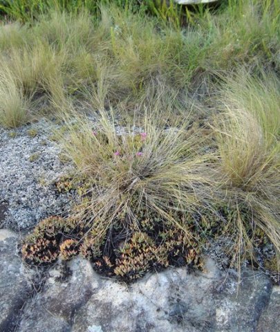 Lampranthus fugitans habitat